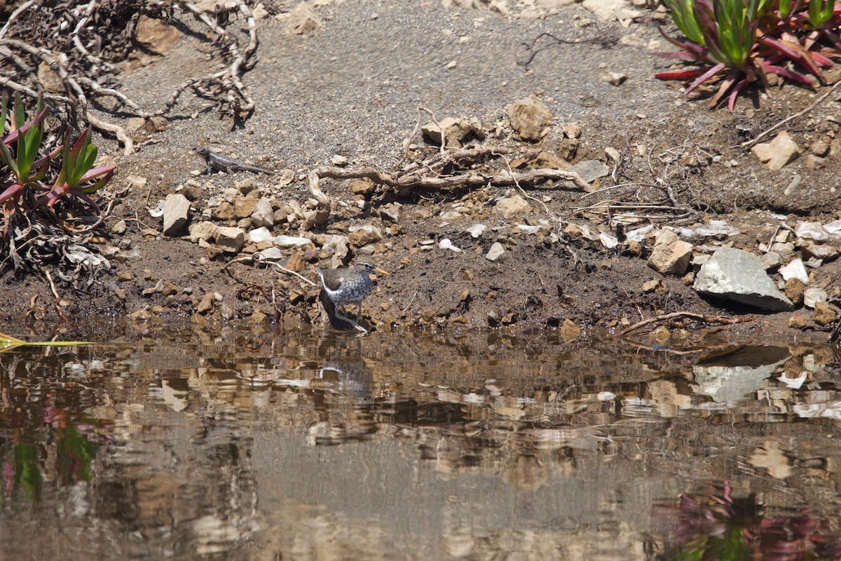 Spotted Sandpiper - Deanna McLaughlin