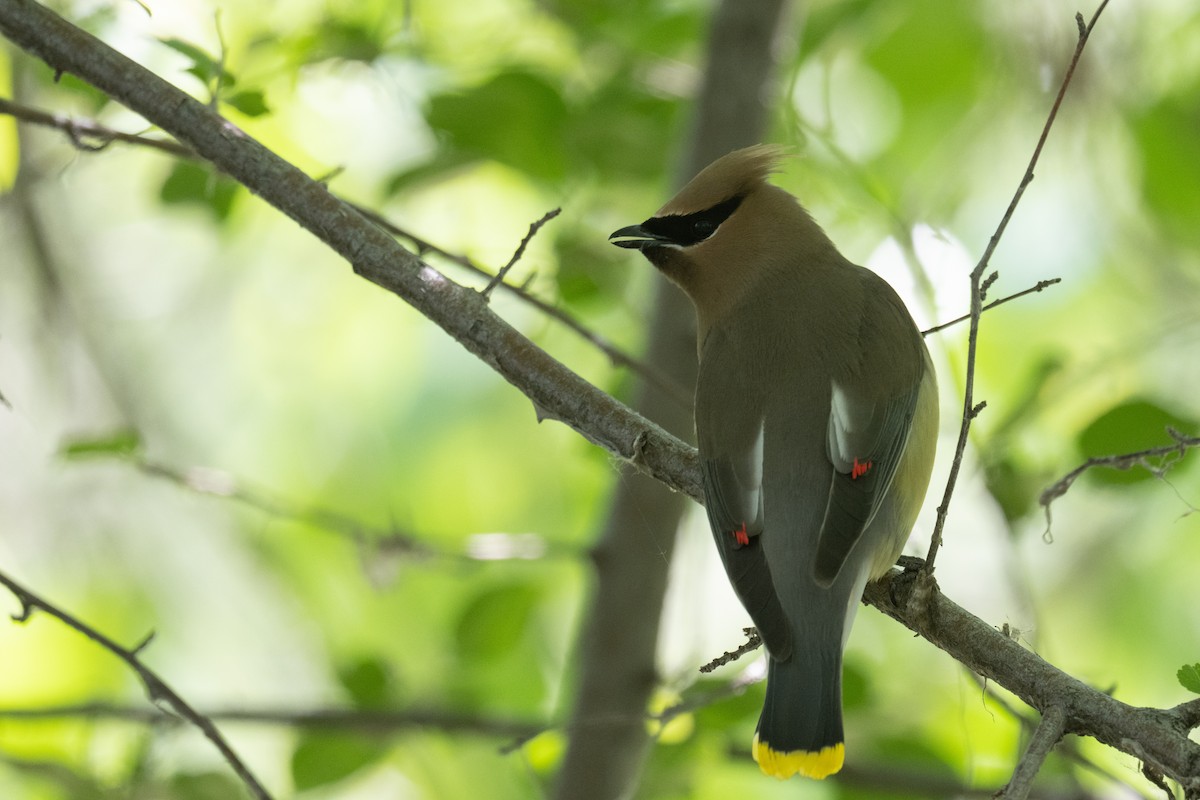 Cedar Waxwing - Ross Bartholomew