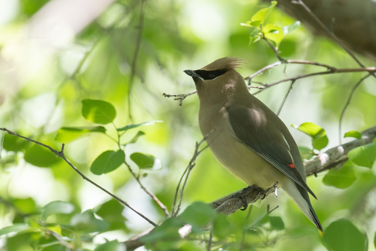 Cedar Waxwing - ML619413032