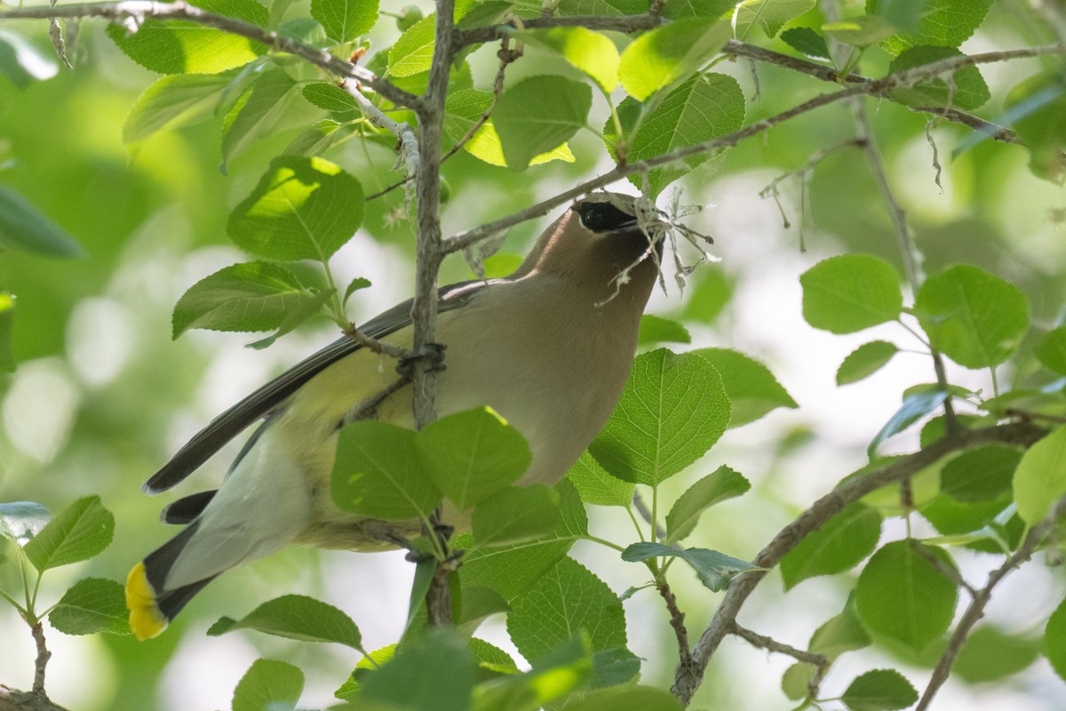 Cedar Waxwing - ML619413041