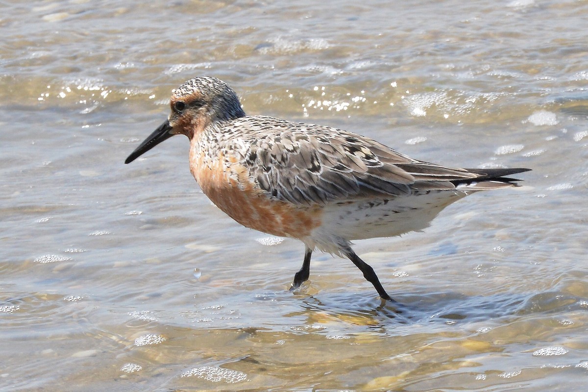 Red Knot - Bill Elrick