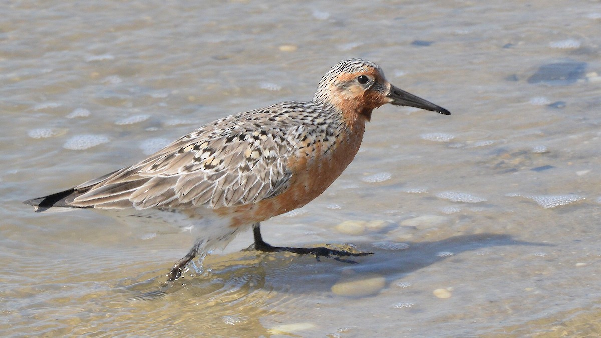 Red Knot - Bill Elrick