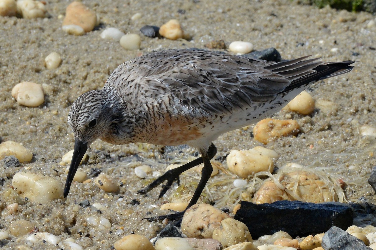 Red Knot - Bill Elrick