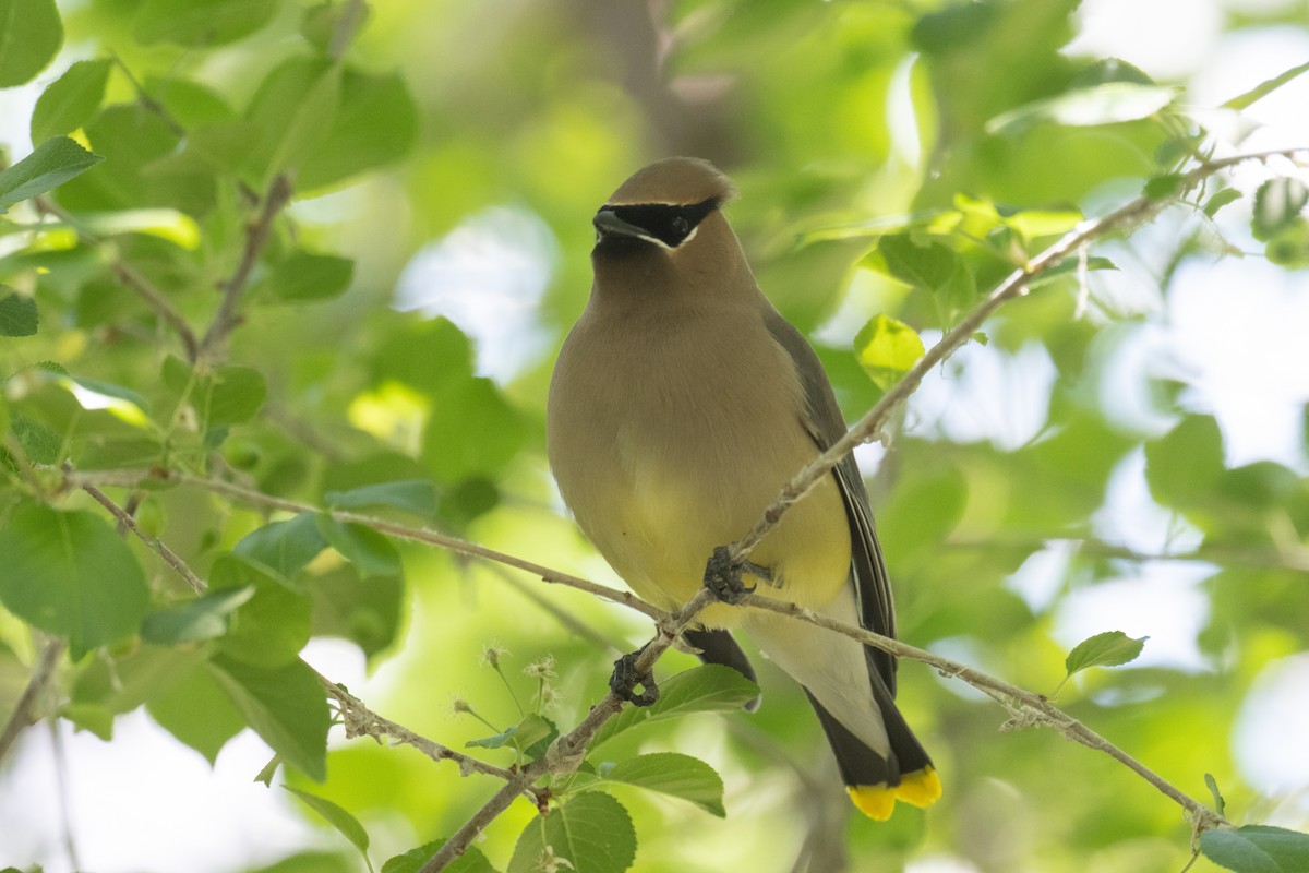 Cedar Waxwing - ML619413054