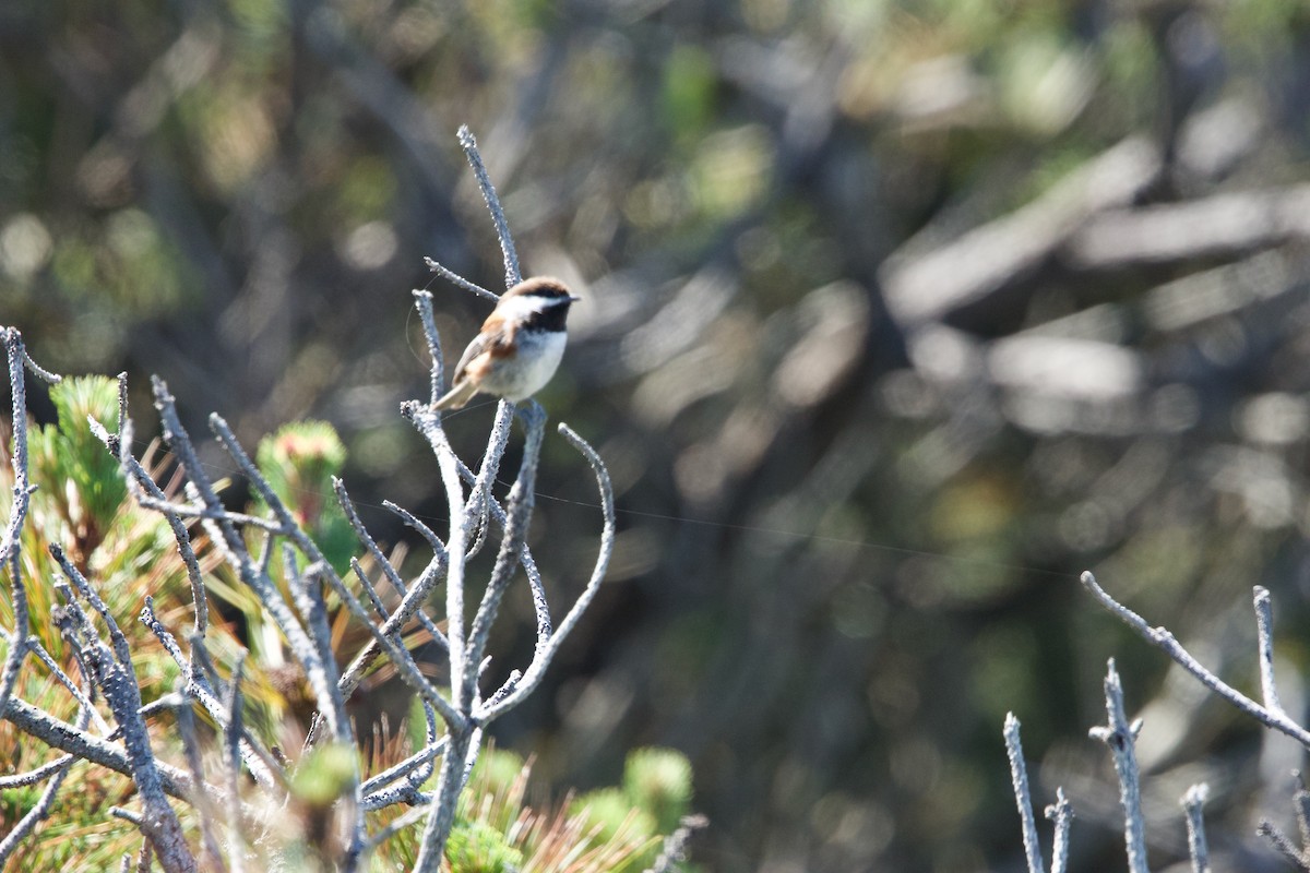 Chestnut-backed Chickadee - ML619413058