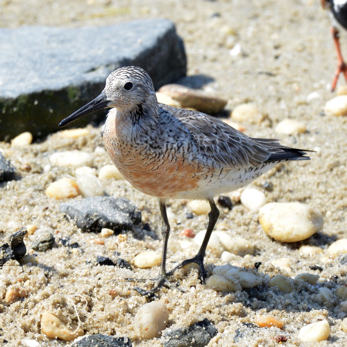 Red Knot - Bill Elrick