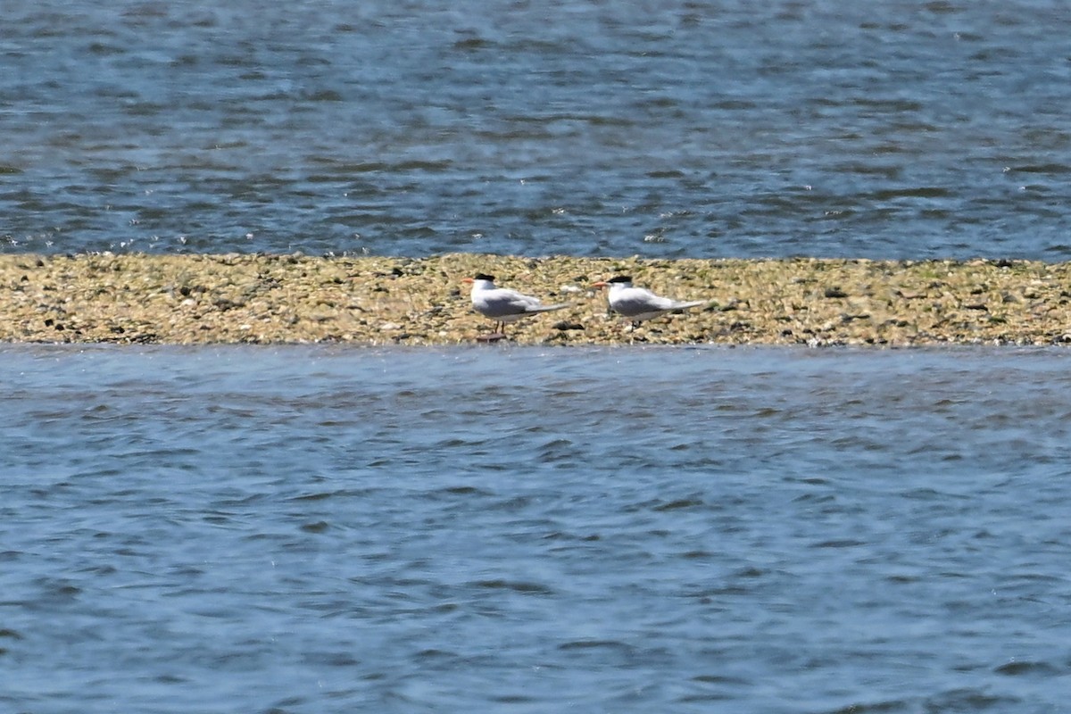 Royal Tern - Eileen Gibney