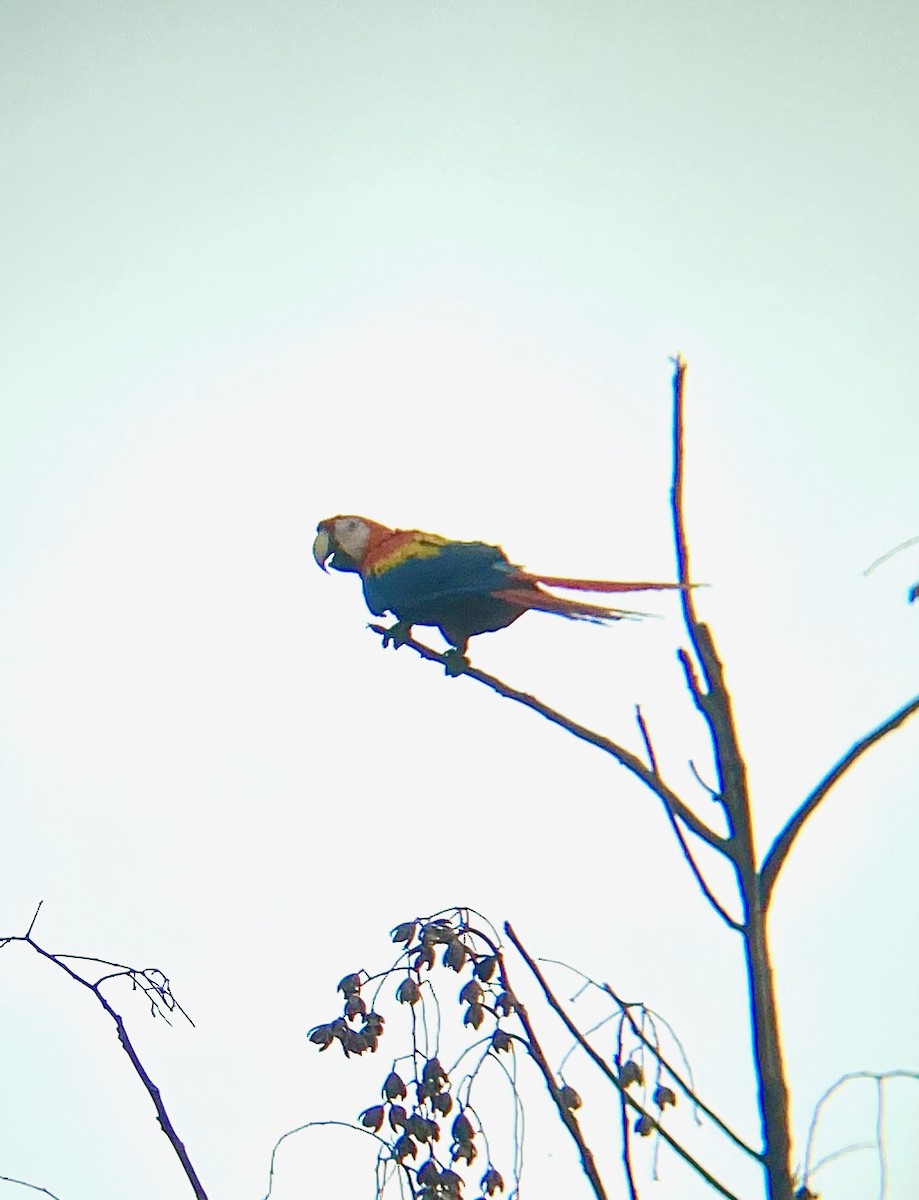 Scarlet Macaw - Giuseppe Oliver