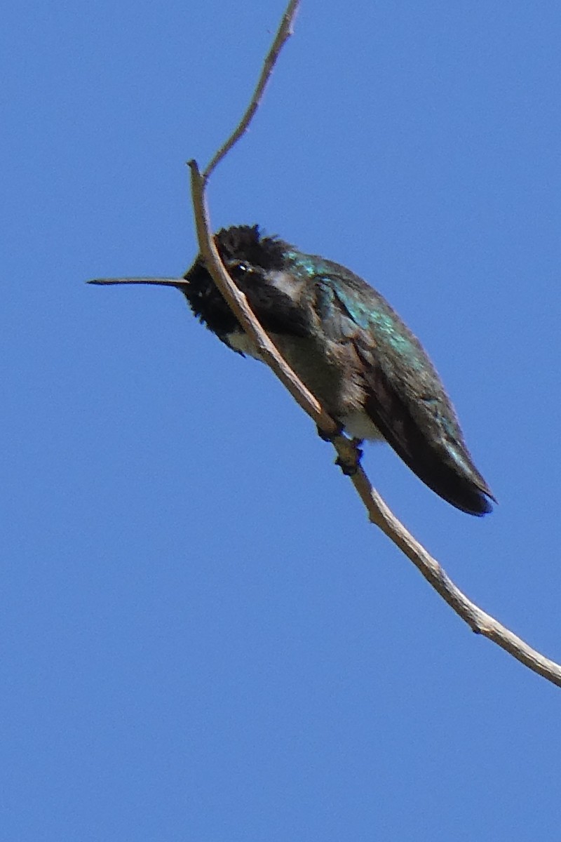 Costa's Hummingbird - K K