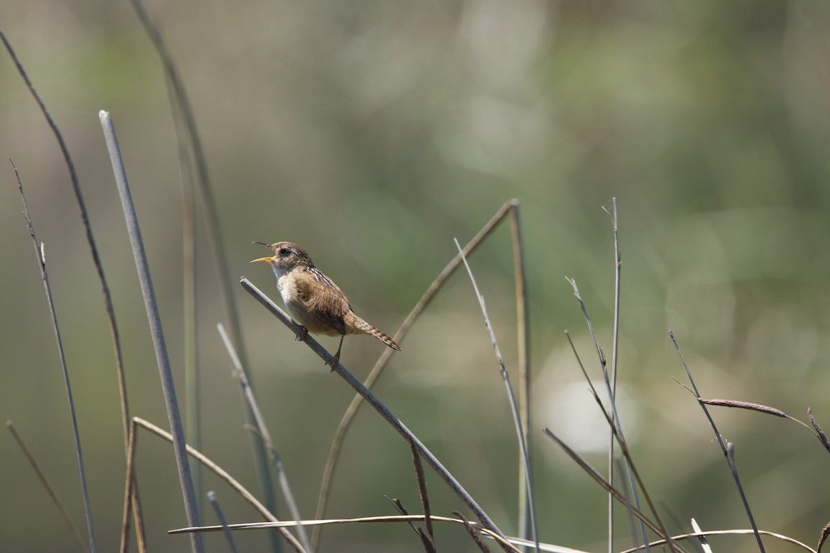 Marsh Wren - ML619413093