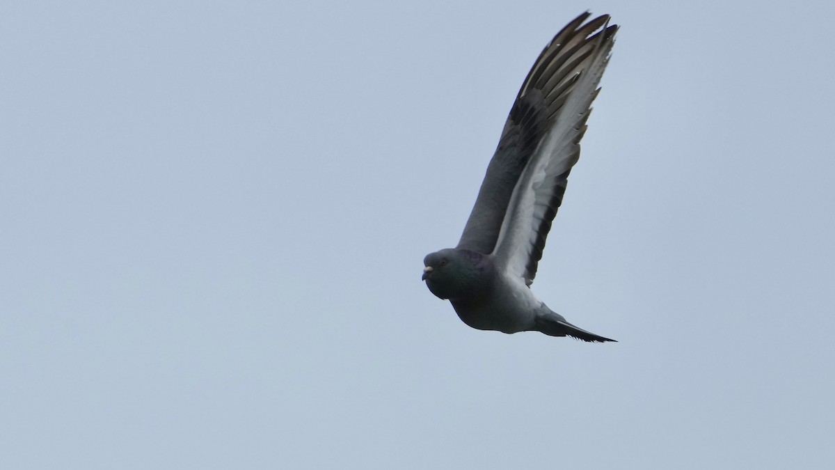 Rock Pigeon (Feral Pigeon) - Sunil Thirkannad