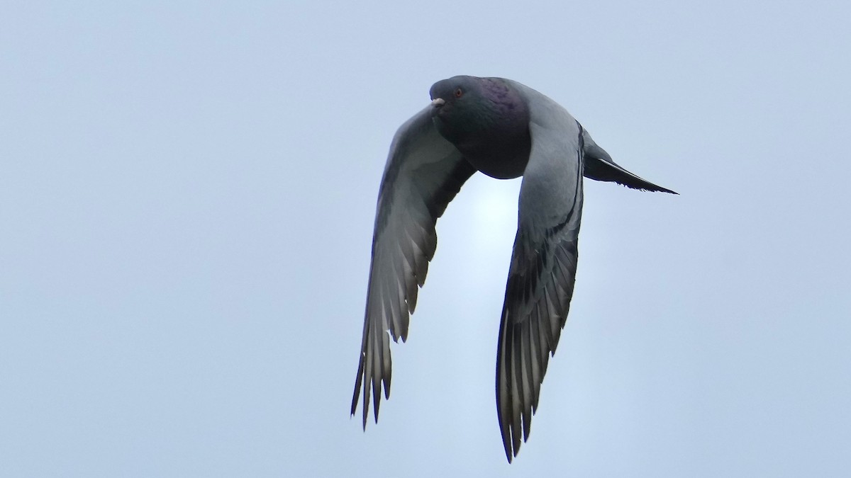 Rock Pigeon (Feral Pigeon) - Sunil Thirkannad