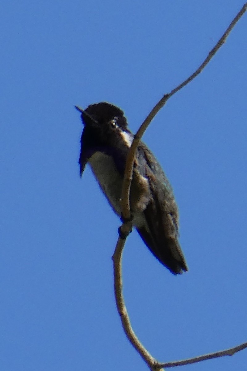 Costa's Hummingbird - K K