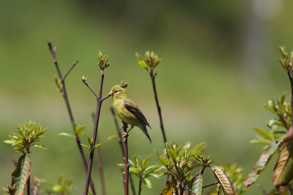 American Goldfinch - ML619413107