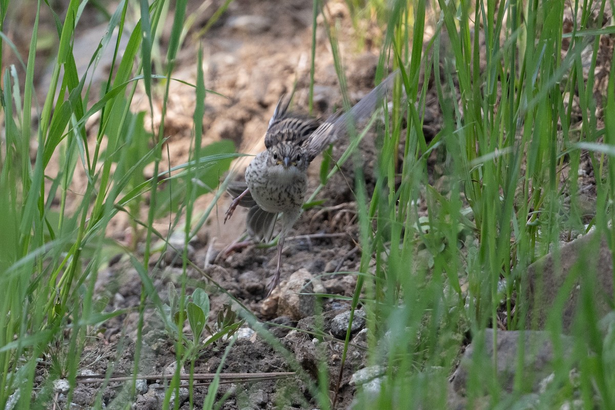 Chipping Sparrow - Cynthia  Case