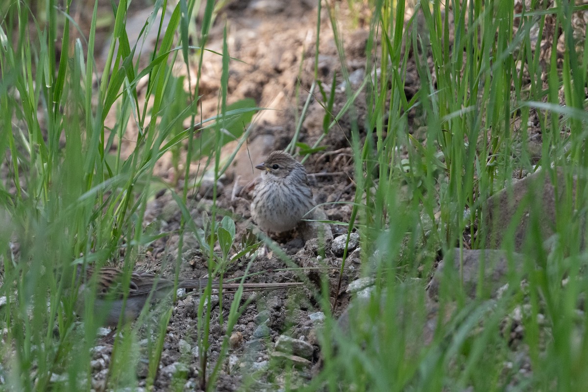 Chipping Sparrow - Cynthia  Case