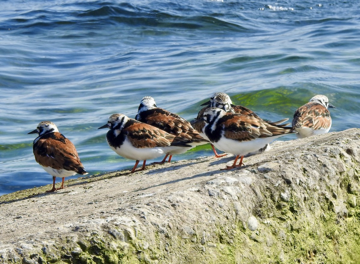 Ruddy Turnstone - Noam Markus