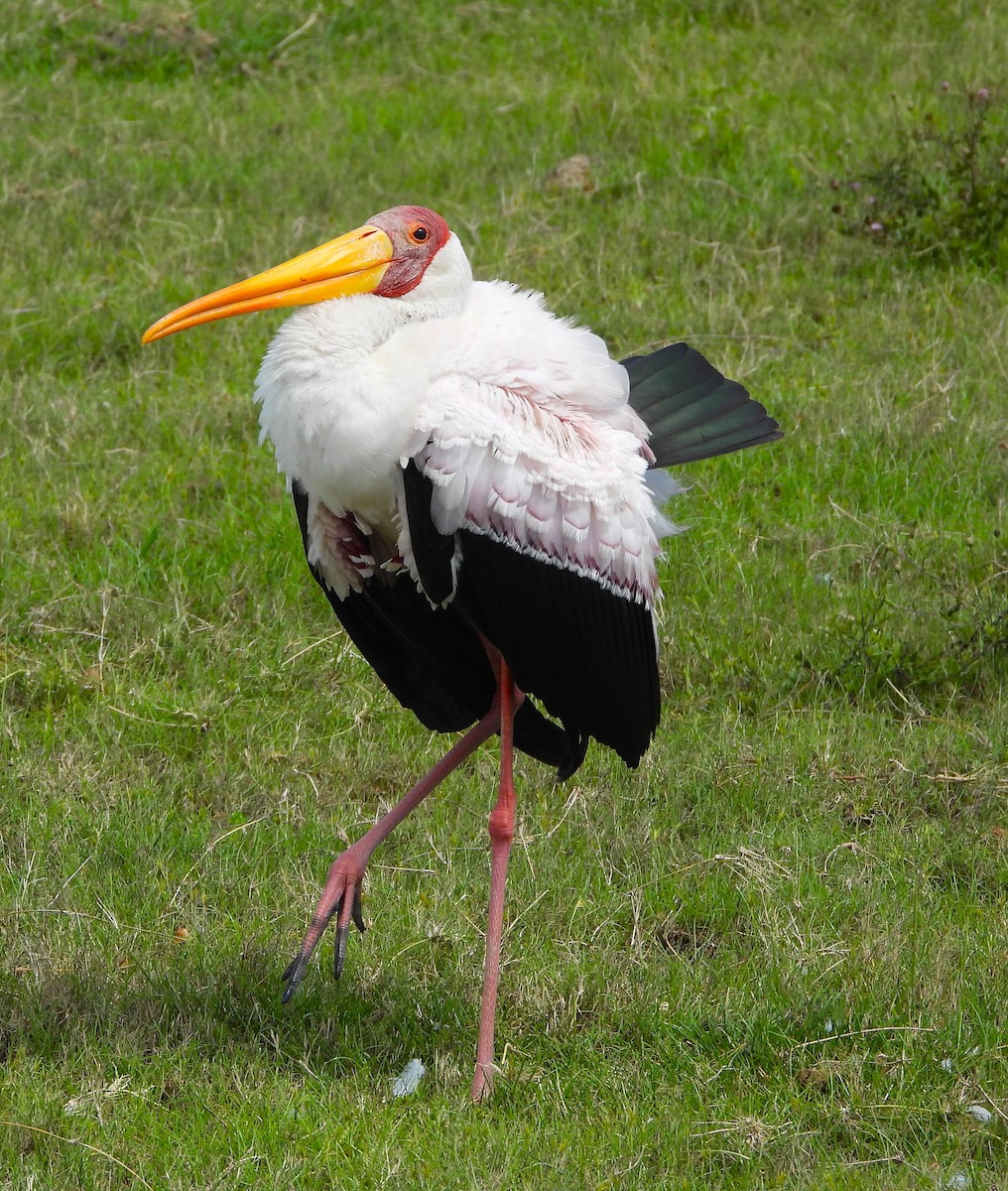 Yellow-billed Stork - ML619413135