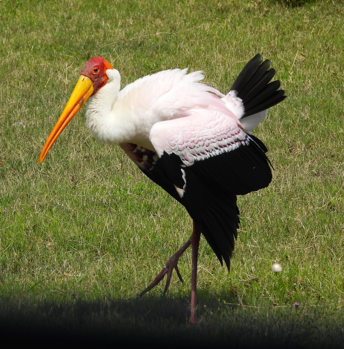 Yellow-billed Stork - ML619413137