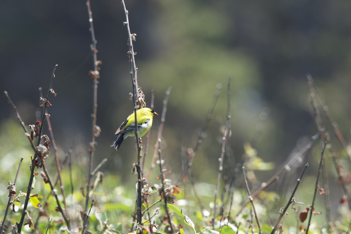 American Goldfinch - ML619413140