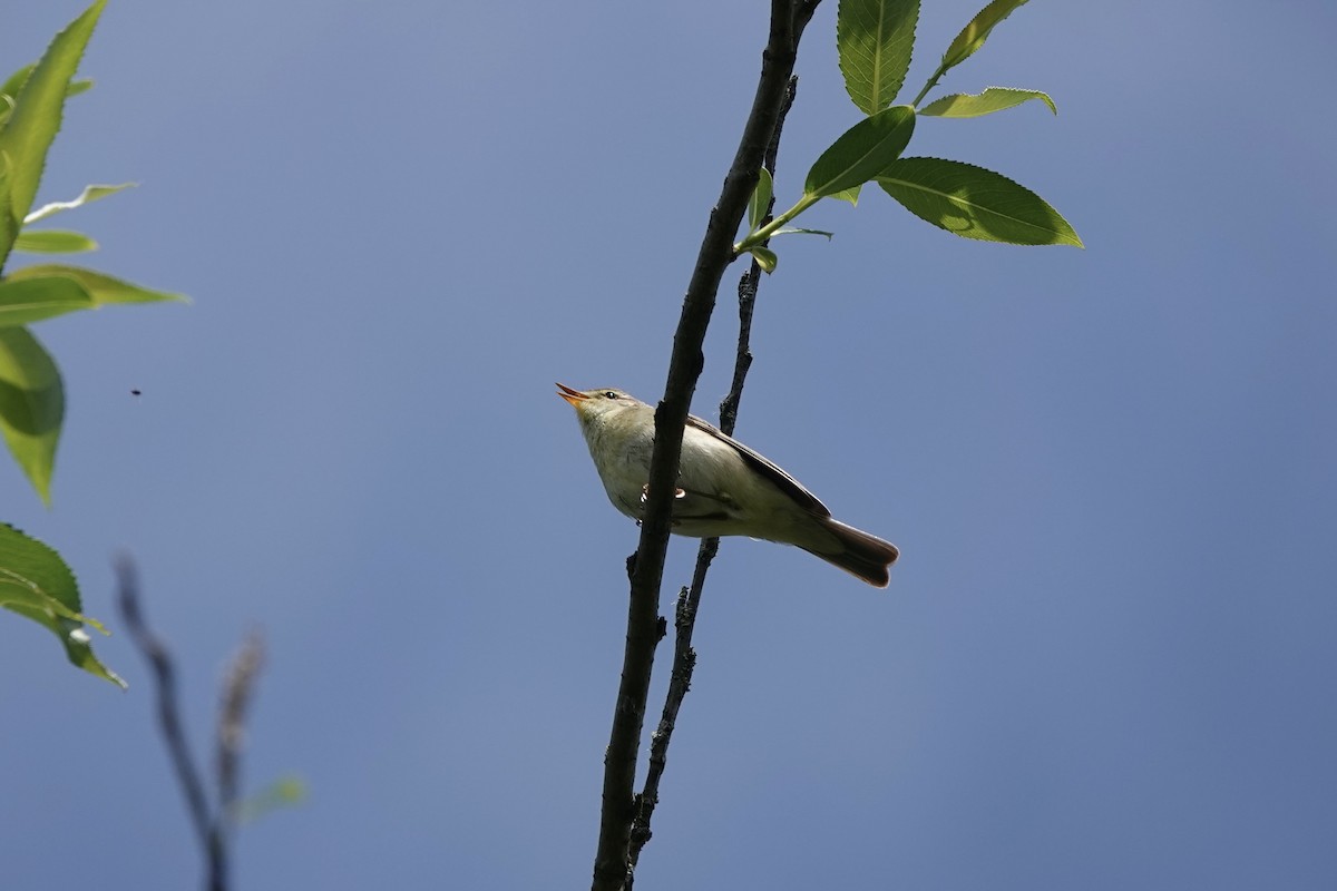 Willow Warbler - ML619413146