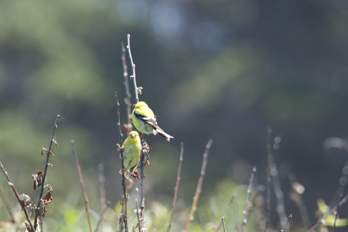 American Goldfinch - ML619413149