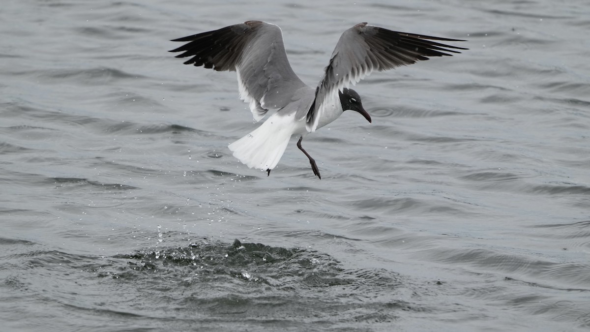 Laughing Gull - Sunil Thirkannad