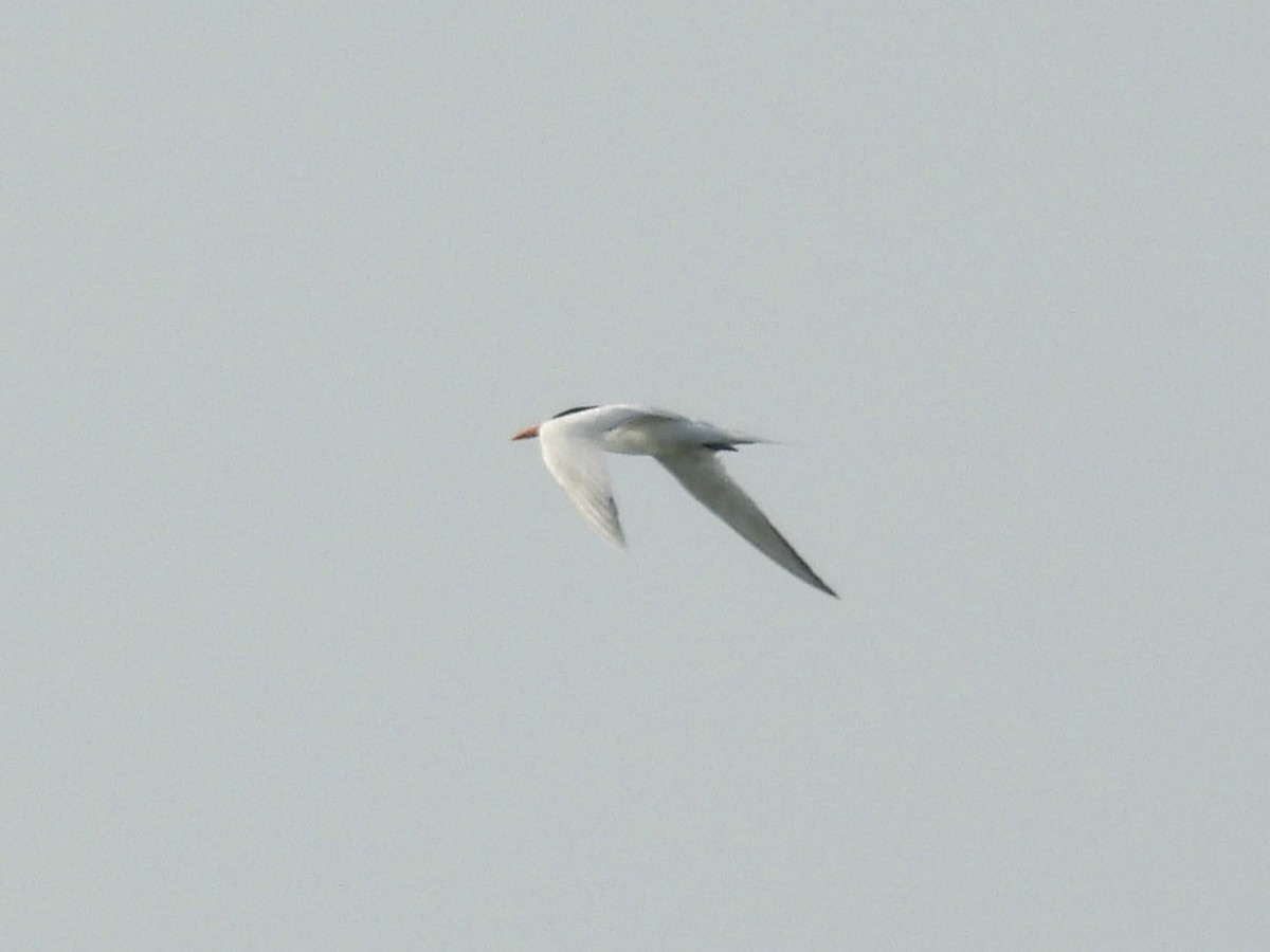 Caspian Tern - ML619413174