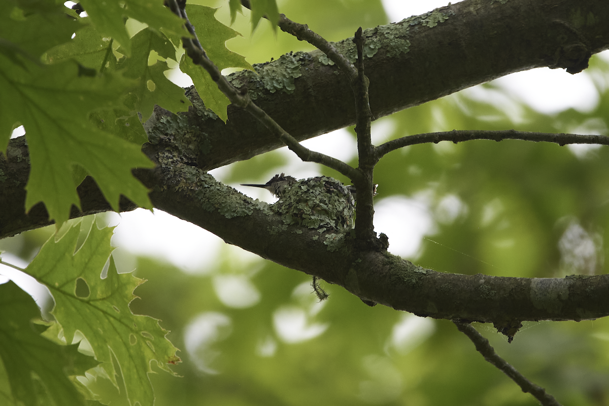 Ruby-throated Hummingbird - Darshan Mehta