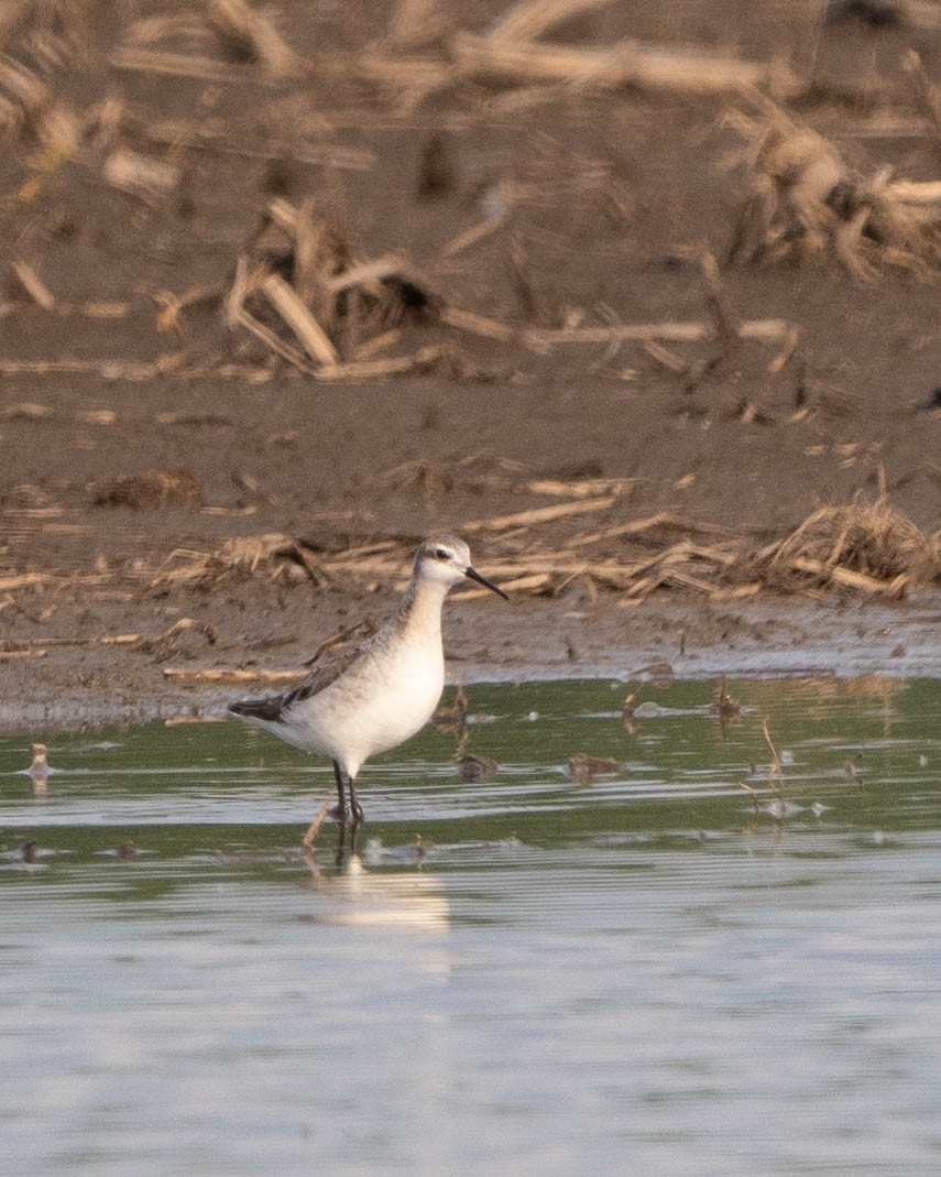 Wilson's Phalarope - ML619413179