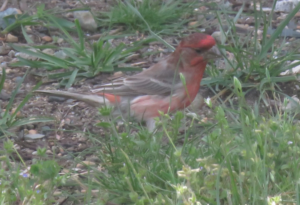 Purple Finch - ML619413193