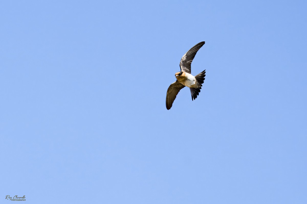 Cave Swallow - Ray Chiarello