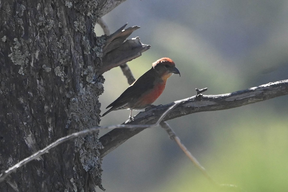 Red Crossbill (Ponderosa Pine or type 2) - ML619413221