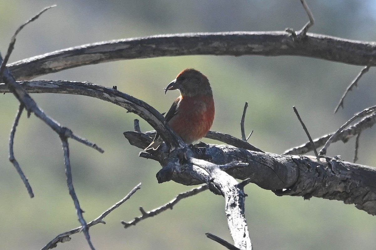 Red Crossbill (Ponderosa Pine or type 2) - ML619413222