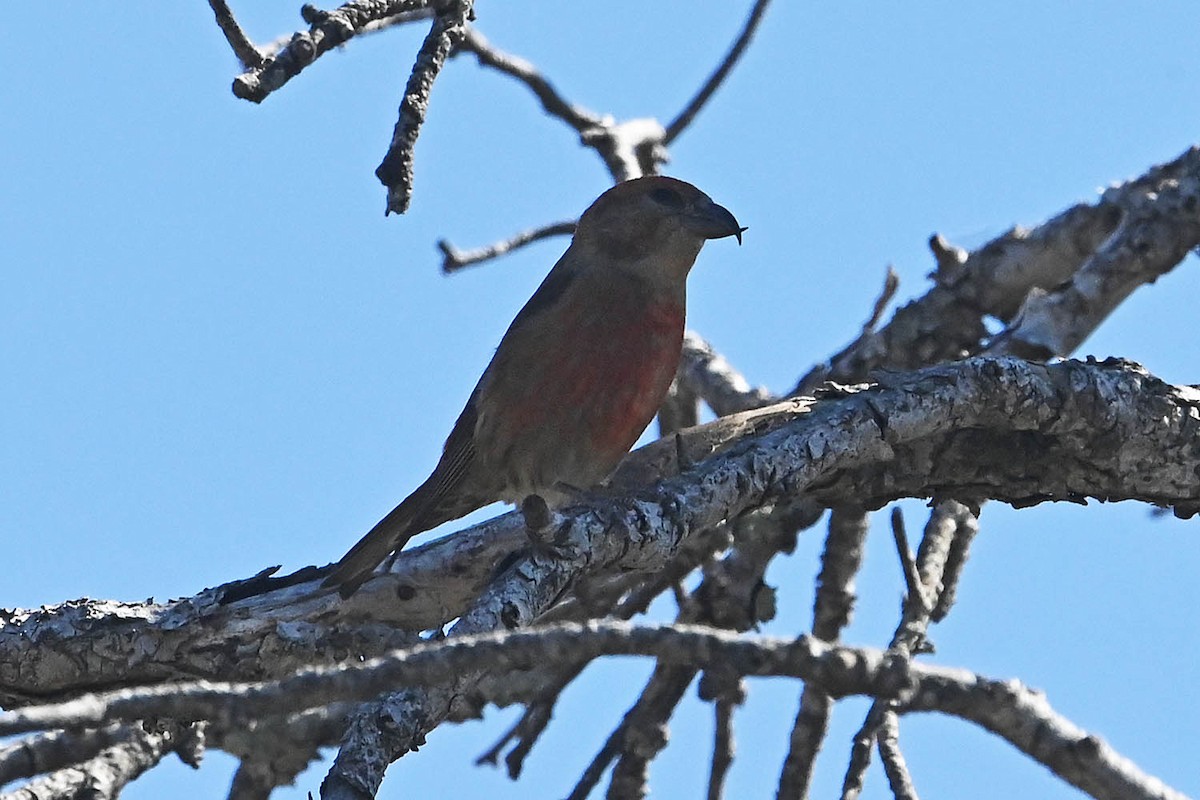 Red Crossbill (Ponderosa Pine or type 2) - Troy Hibbitts