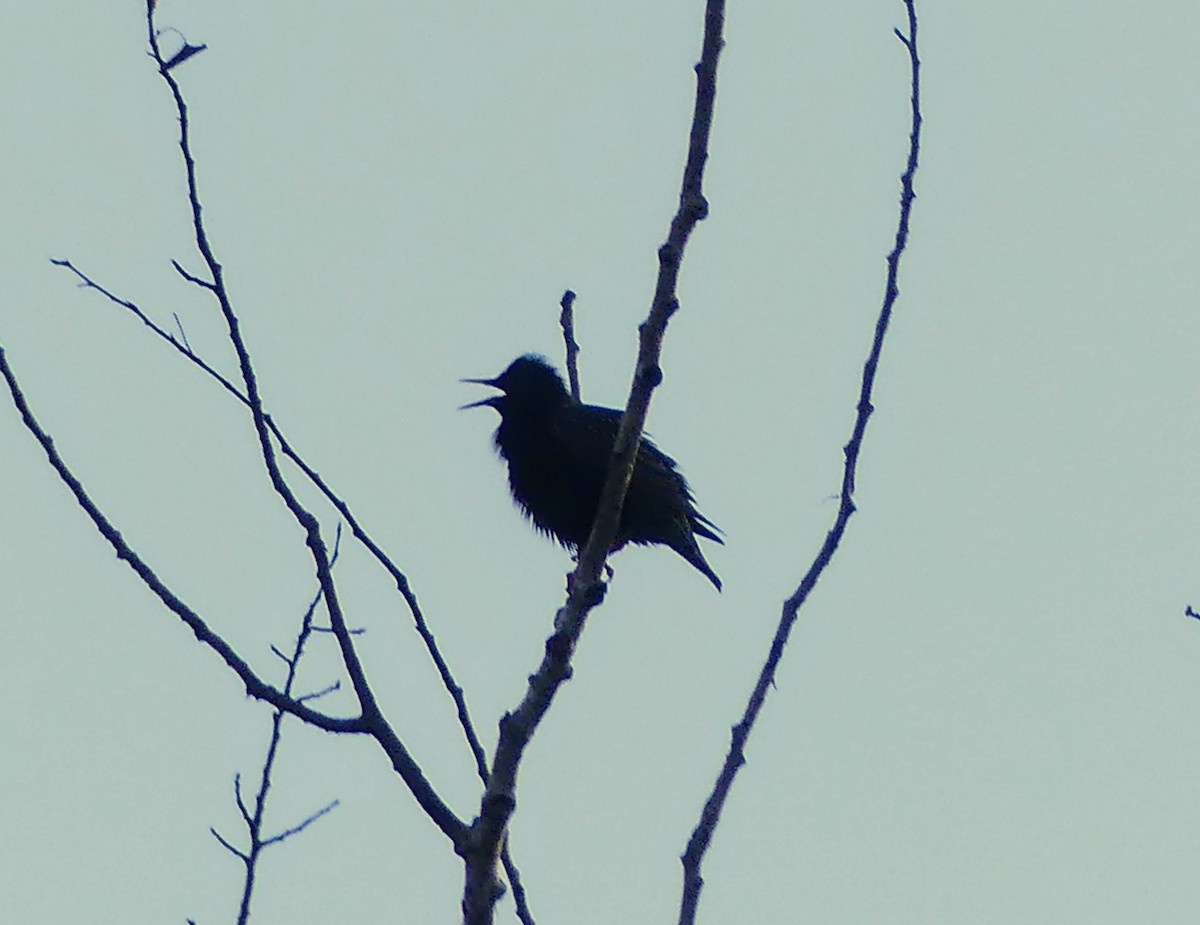 European Starling - Evan Peterson