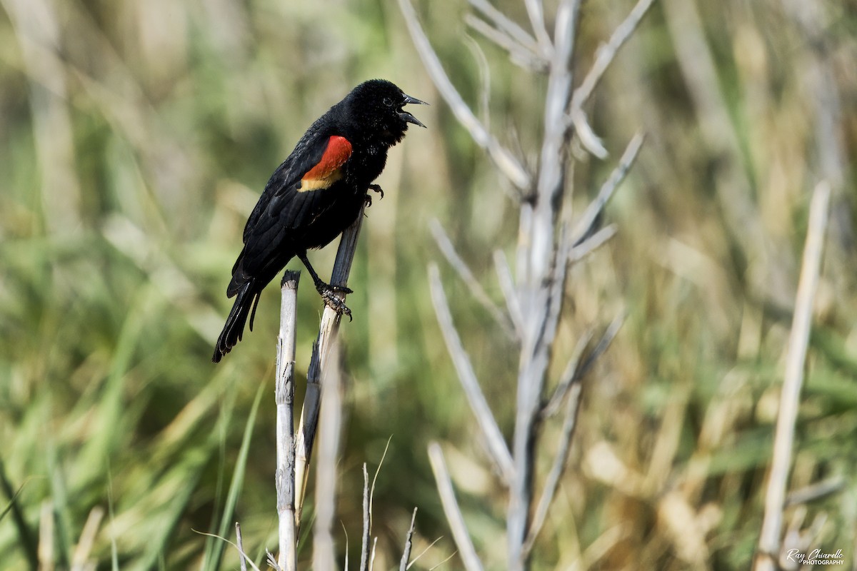 Red-winged Blackbird - Ray Chiarello