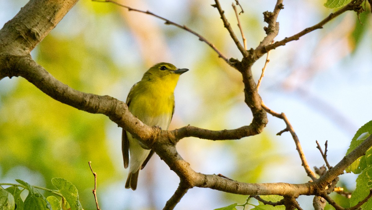 Yellow-throated Vireo - Travis Vance