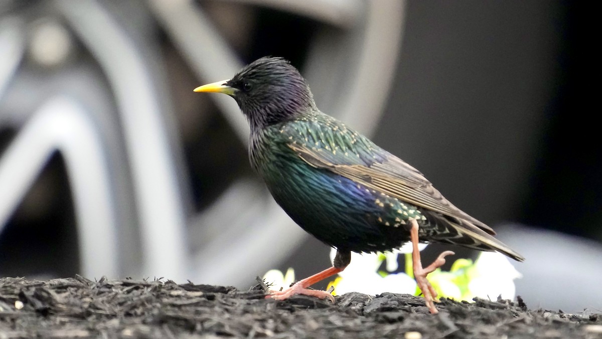 European Starling - Sunil Thirkannad