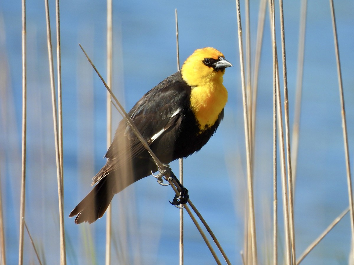 Yellow-headed Blackbird - Dana Sterner