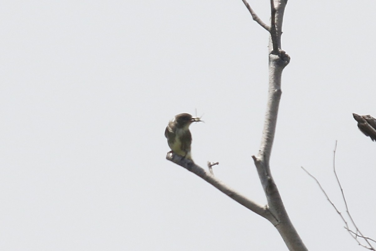 Olive-sided Flycatcher - Andy Sanford