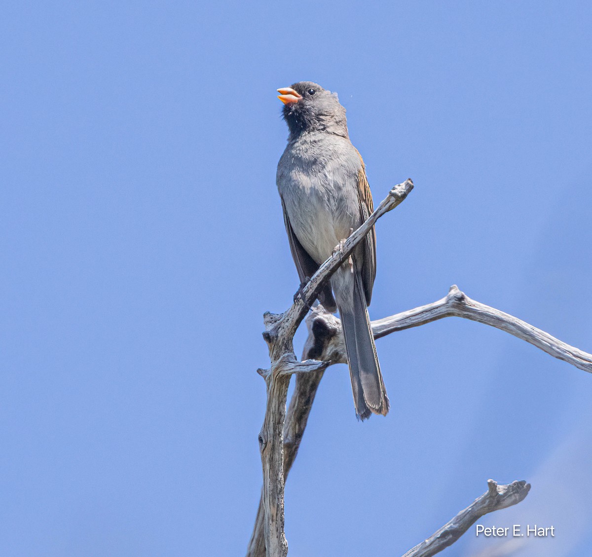 Black-chinned Sparrow - Peter Hart