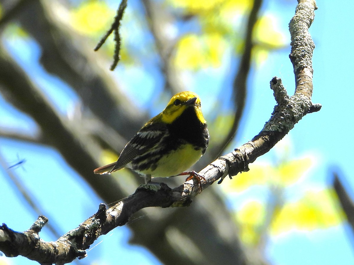 Black-throated Green Warbler - valerie pelchat