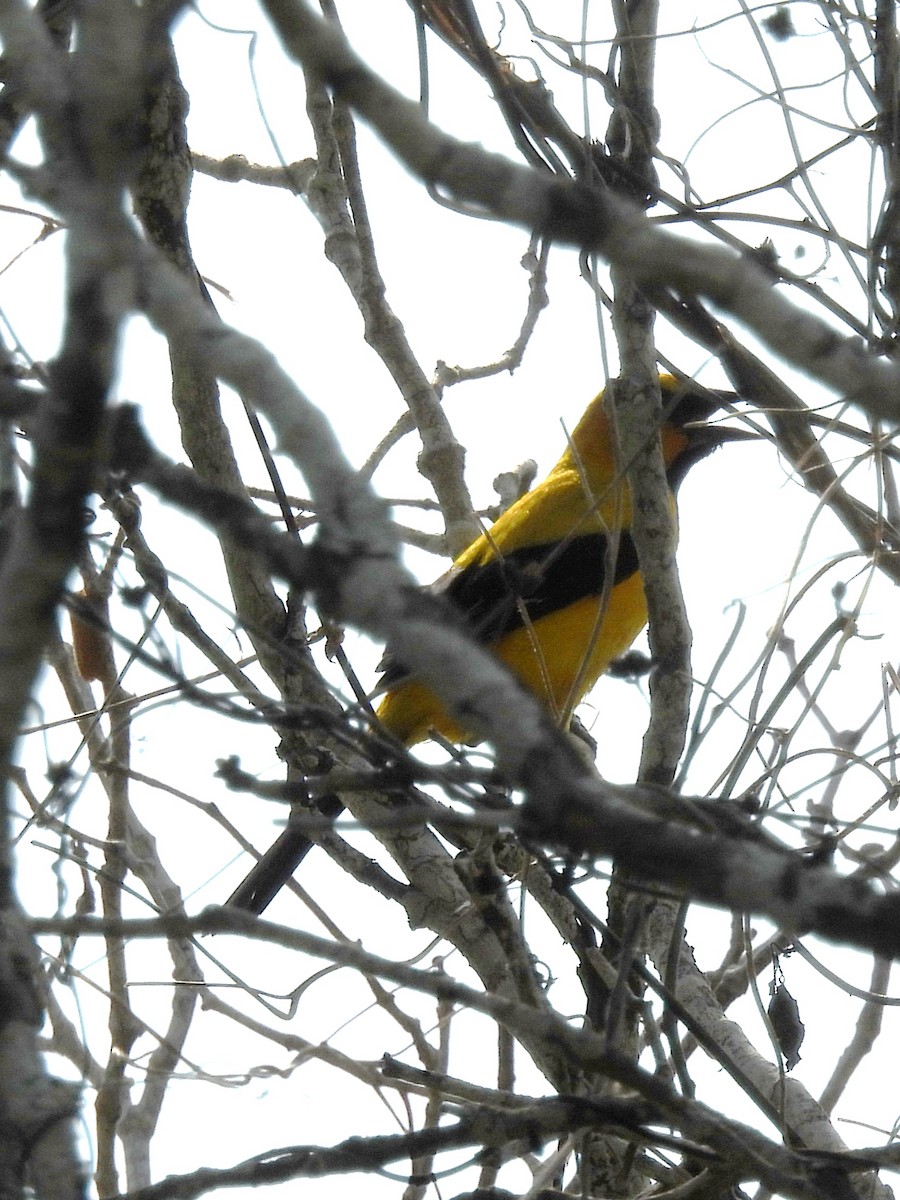 Yellow Oriole - Jhon Carlos Andres Rivera Higuera