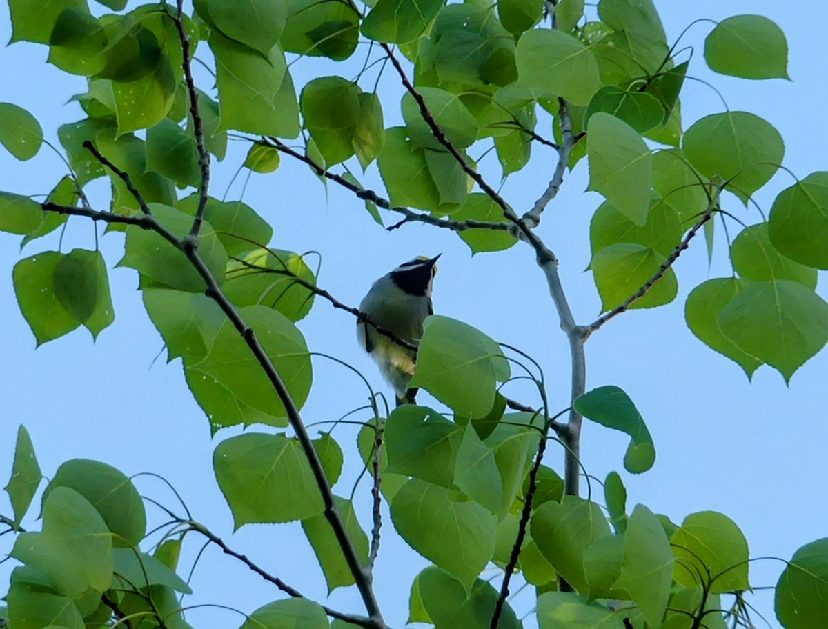 Golden-winged Warbler - Evan Peterson