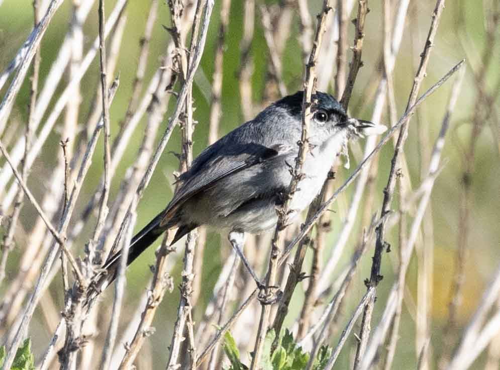 California Gnatcatcher - Celeste Jones