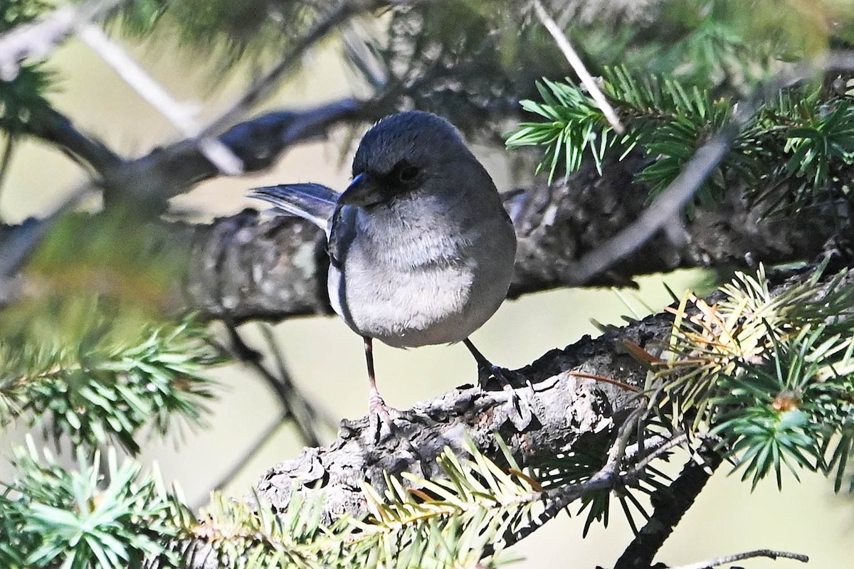 Junco Ojioscuro (dorsalis) - ML619413294