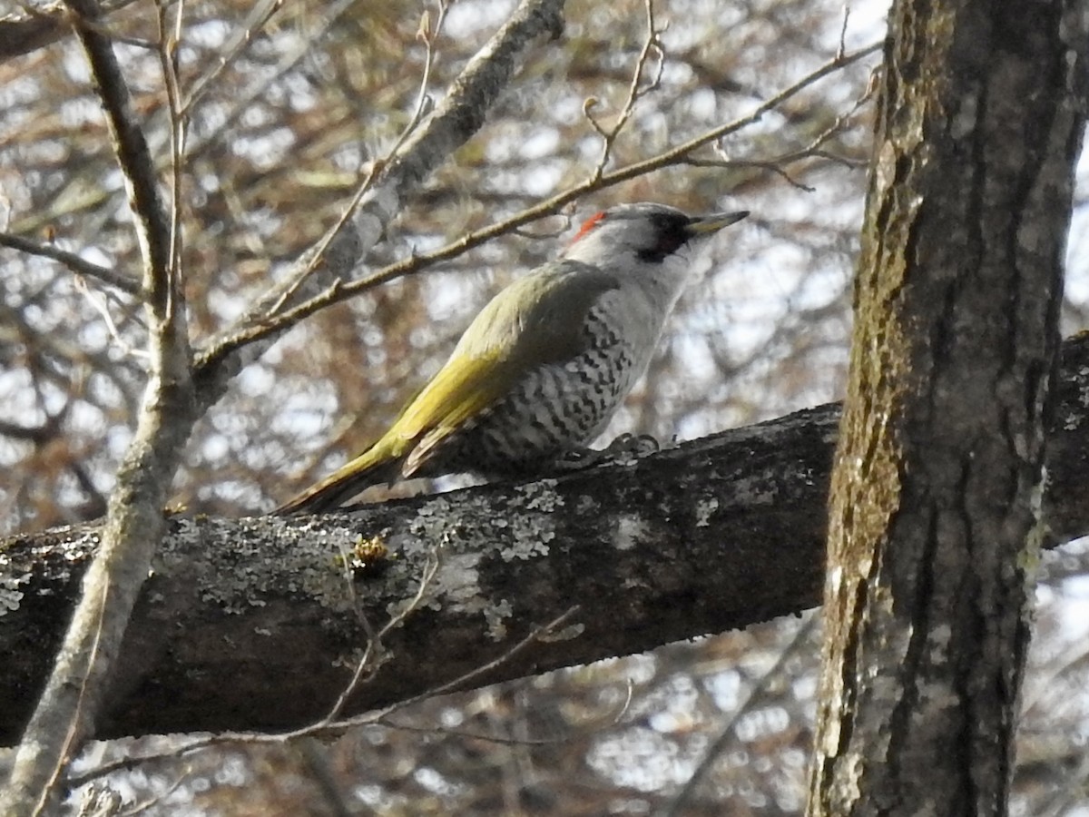 Japanese Woodpecker - Craig Jackson