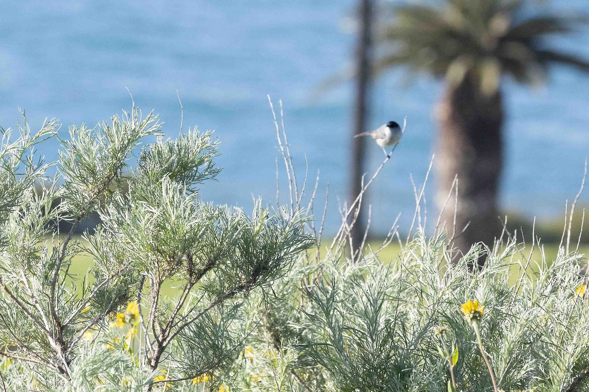 California Gnatcatcher - Celeste Jones