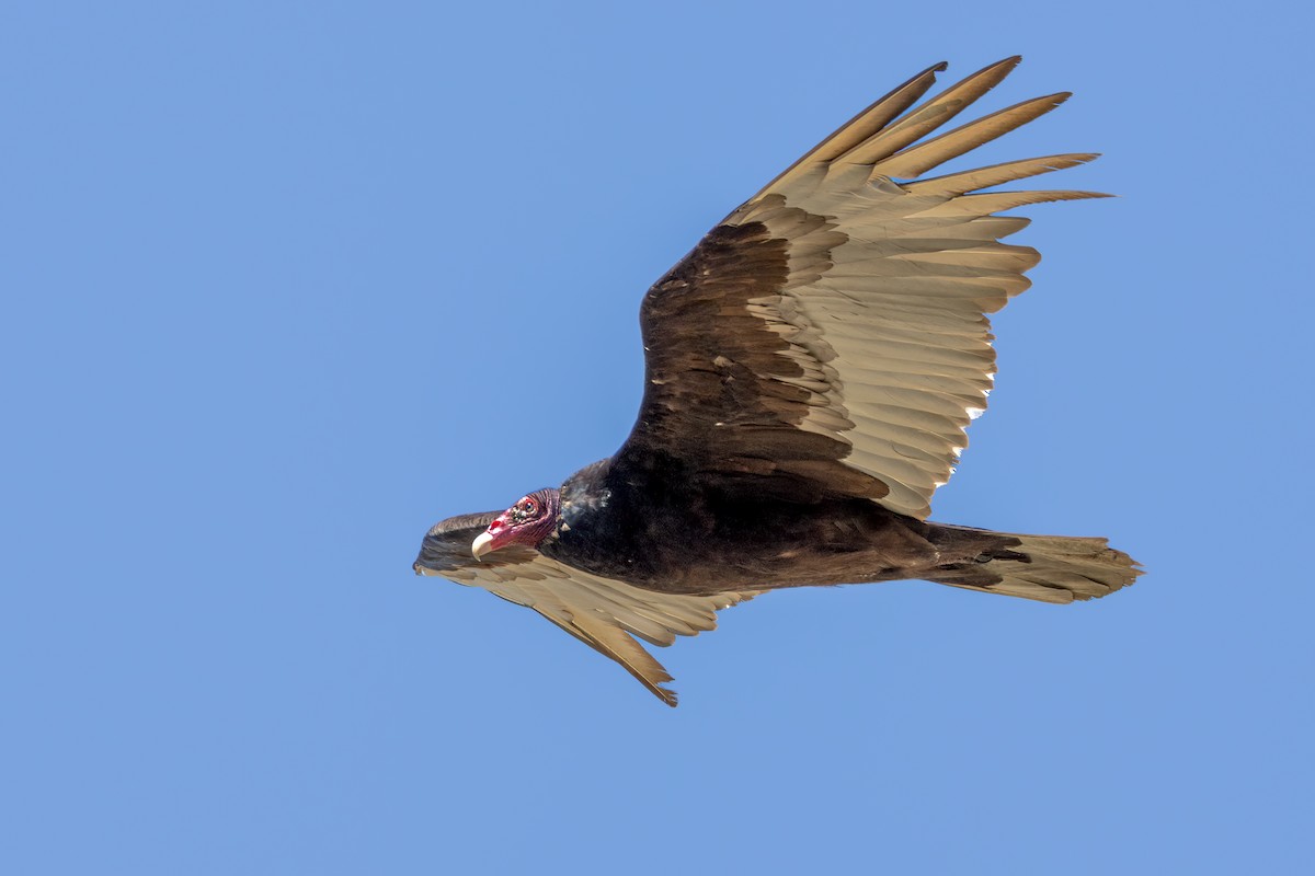 Turkey Vulture - ML619413304
